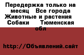 Передержка только на месяц - Все города Животные и растения » Собаки   . Тюменская обл.